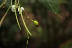 Schumannianthus virgatus